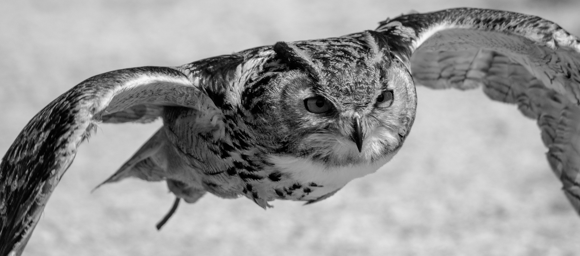 eurasian eagle owl gd0a02486b 1920