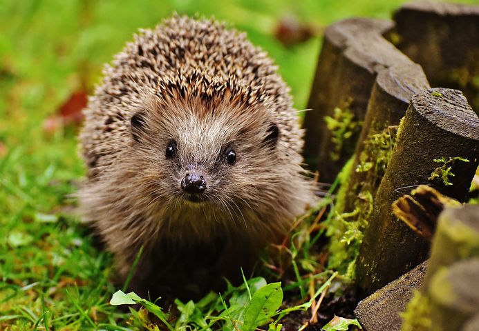 hedgehog 1759027 480